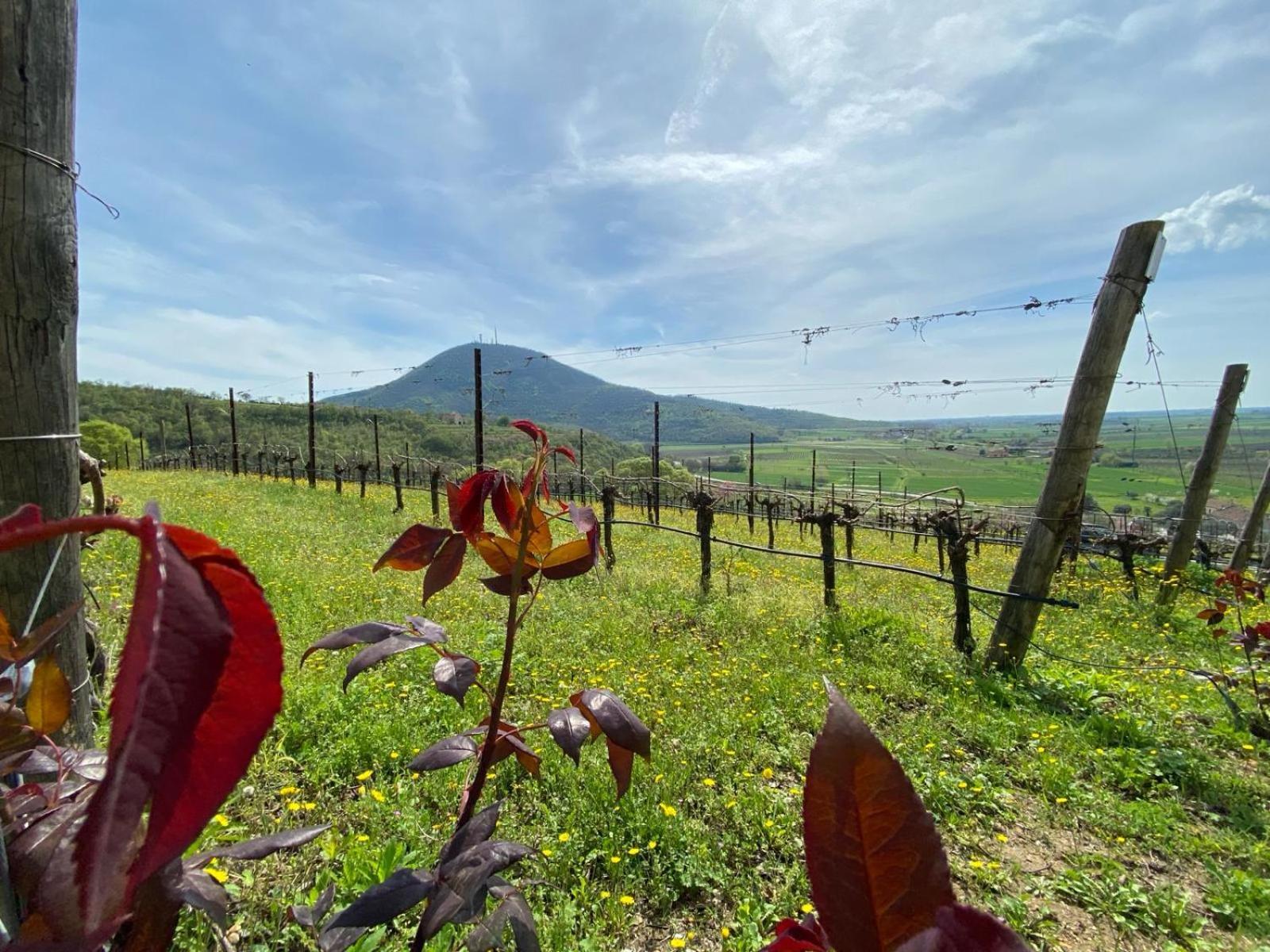 Azienda Agricola Ca' Lunga Cinto Euganeo Exterior photo