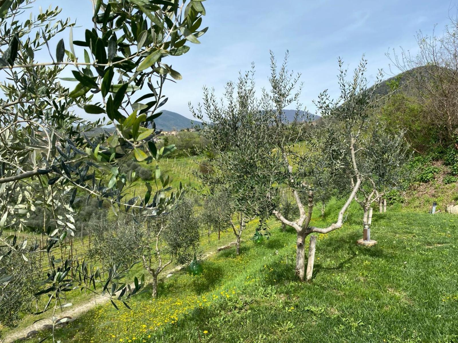 Azienda Agricola Ca' Lunga Cinto Euganeo Exterior photo